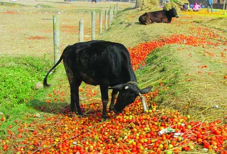 tomato cow