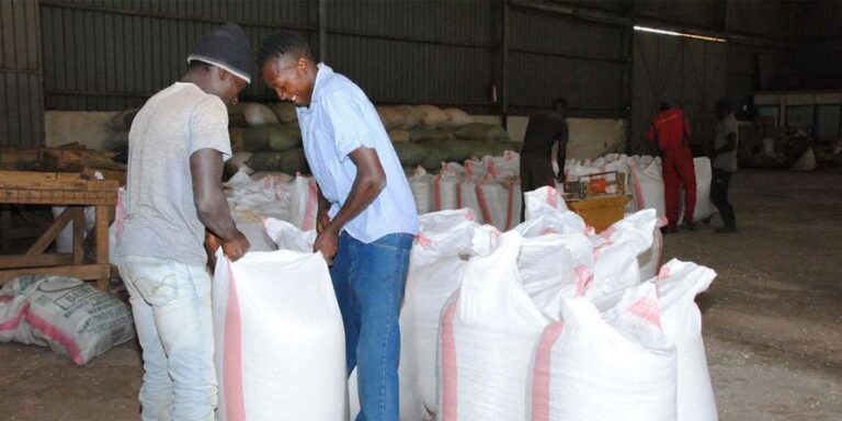 90kg maize