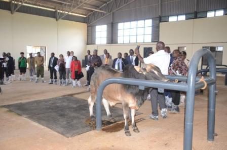 Kitales Endebess bull station