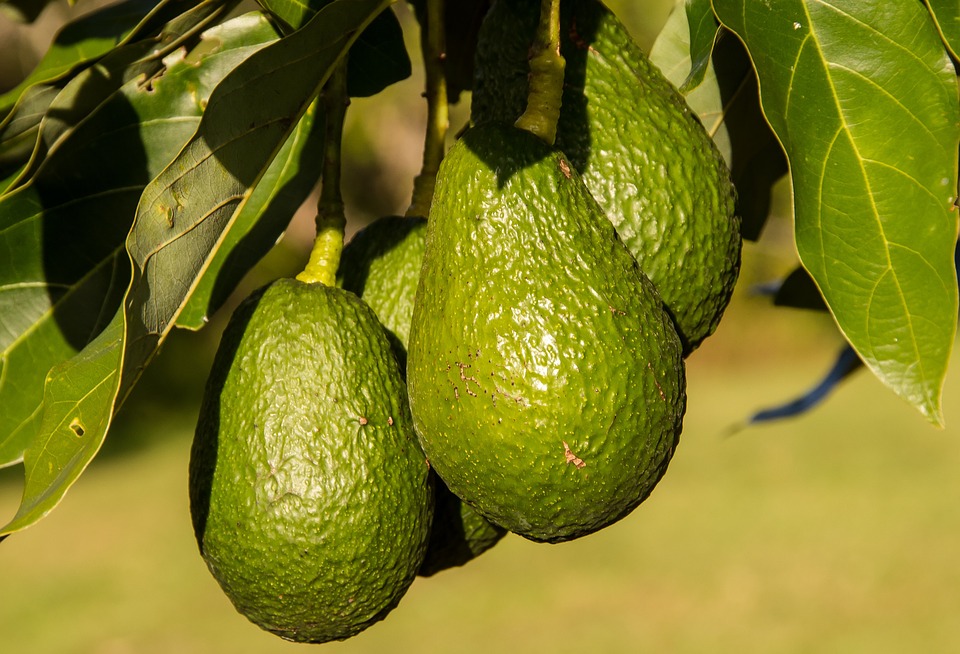 avocato hass