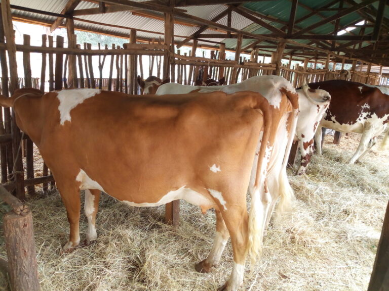 ayrshire dairy cows