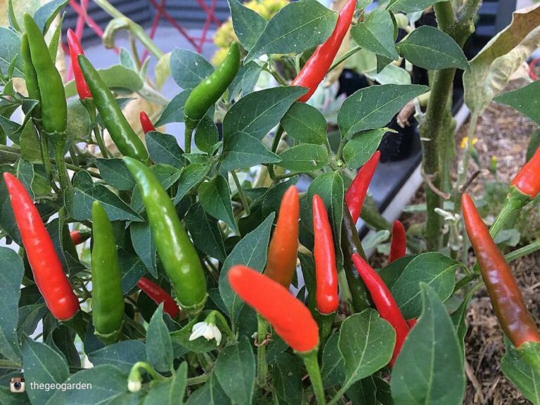 bad eye chilli