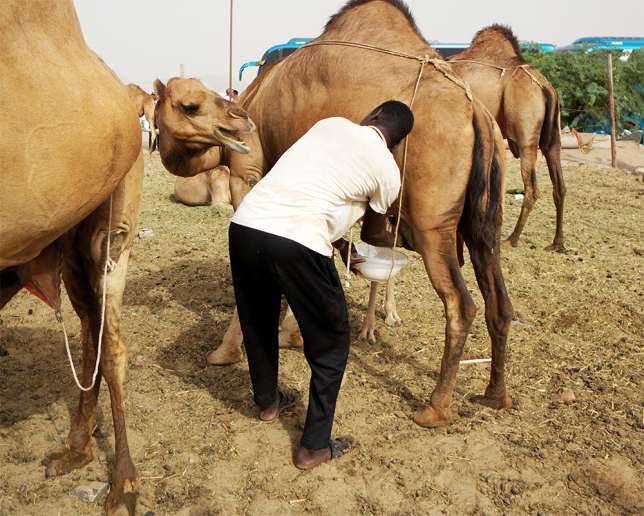 camel milk