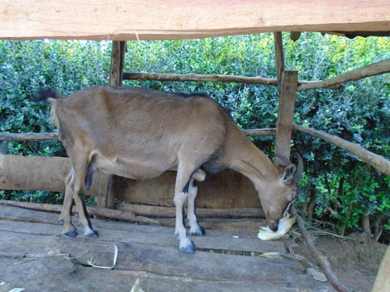 dairy goat