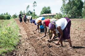 farmers planting