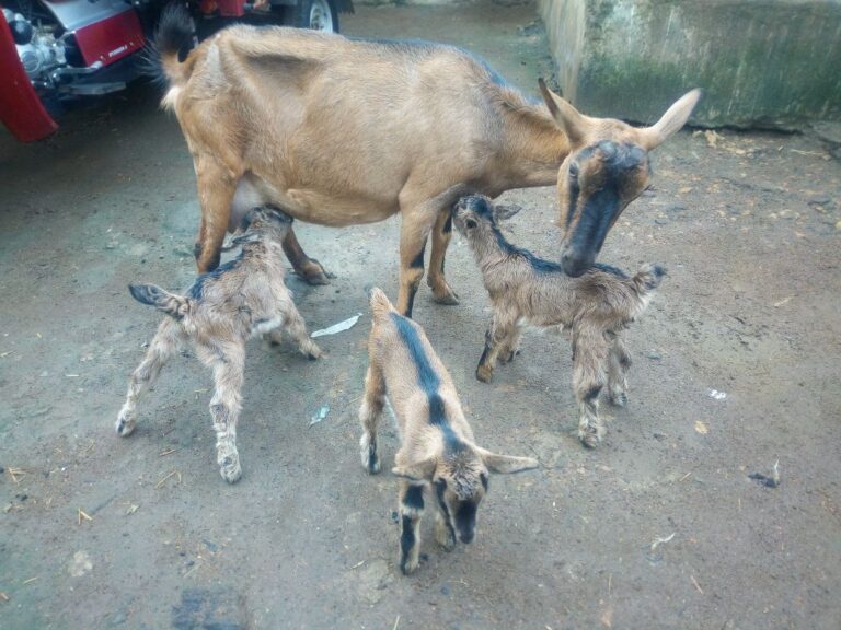 goat triplets