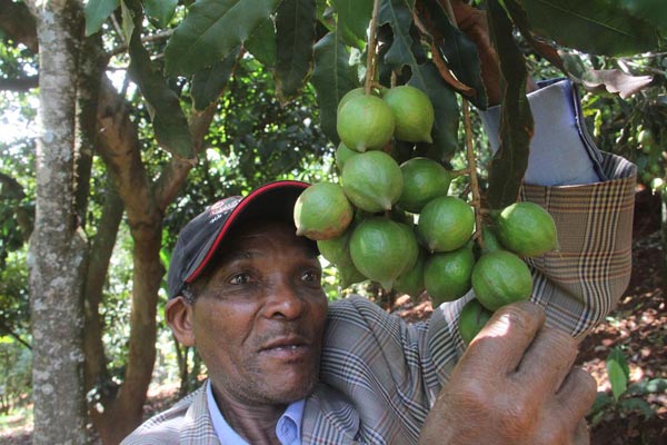 macadamia gold