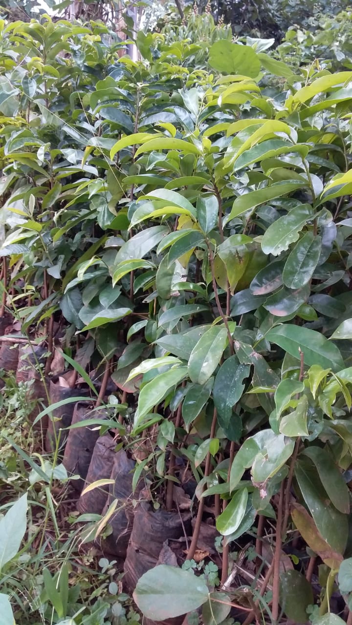 soursop seedlings