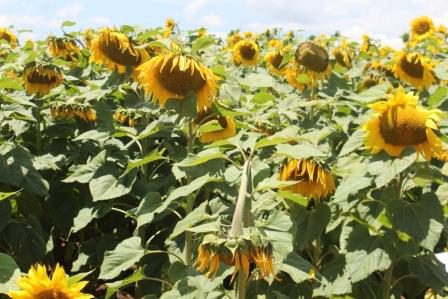 sunflower