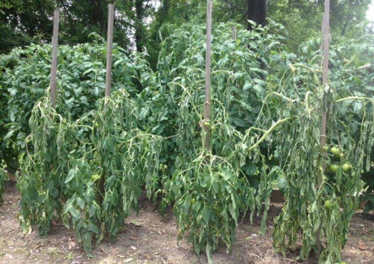 tomato wilt