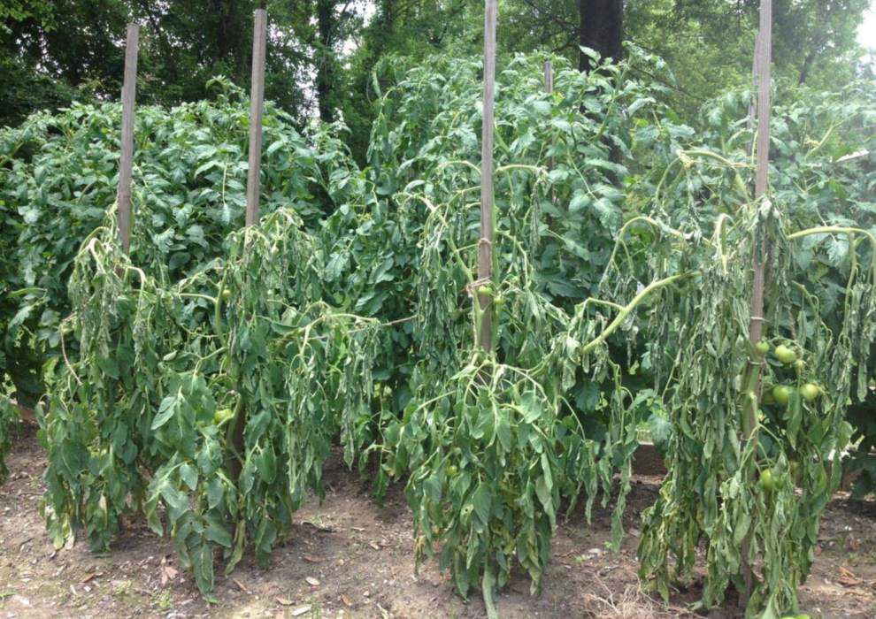 tomato wilt