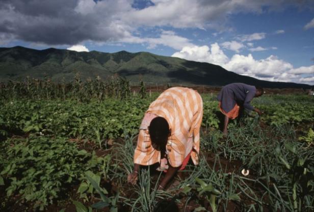 tr schaller web climate friendly agriculture farmers onion