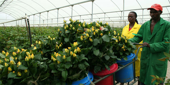 Horticulture flower