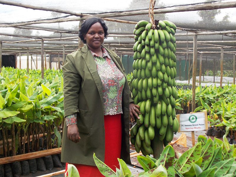 Kalro banana