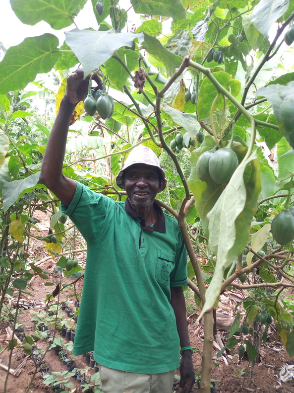 Muia Kusenga tree tomato