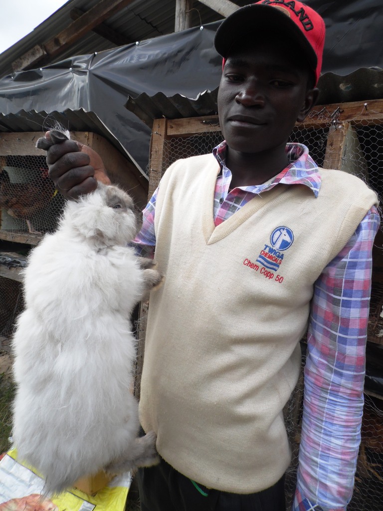 Rabbit machakos