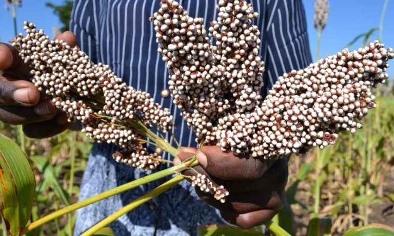 Sorghum kenya
