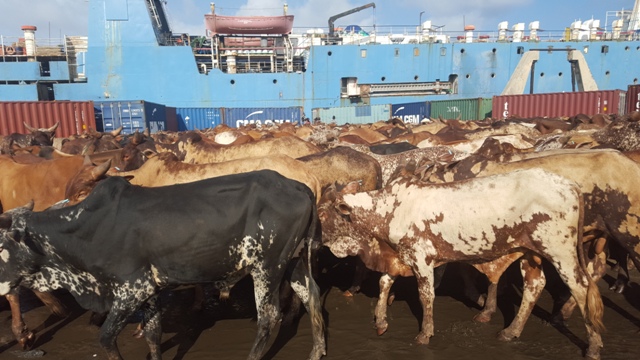 animals ready for export