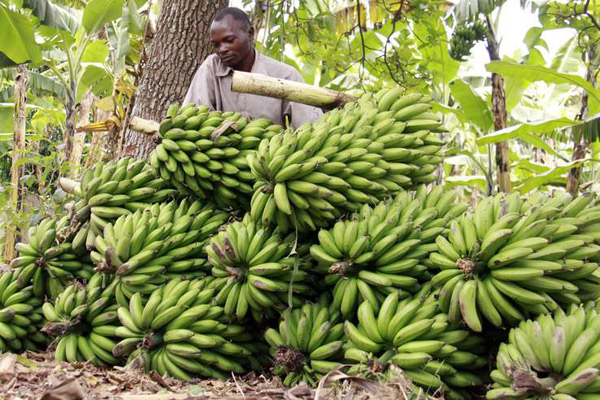 banana biggy