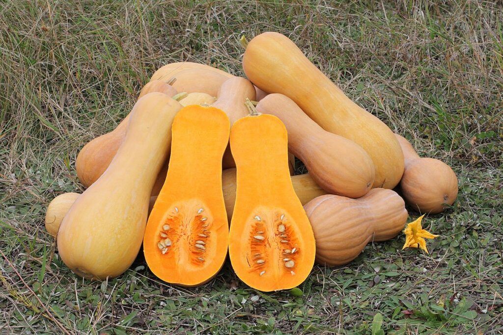 butternut pumpkin