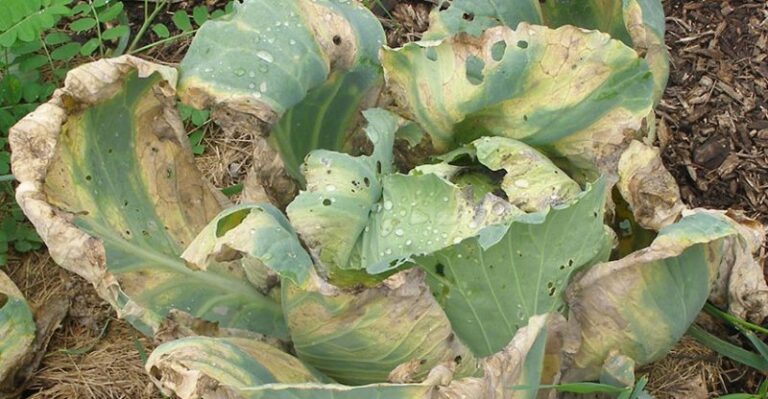 cabbage black rot