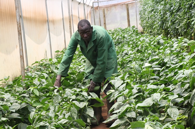 coffees seedlings