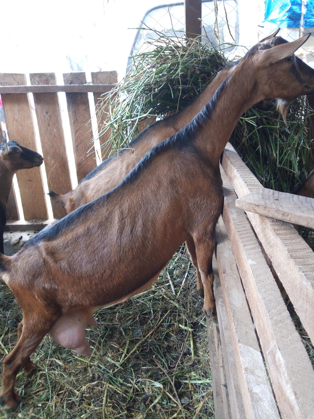 dairy goats