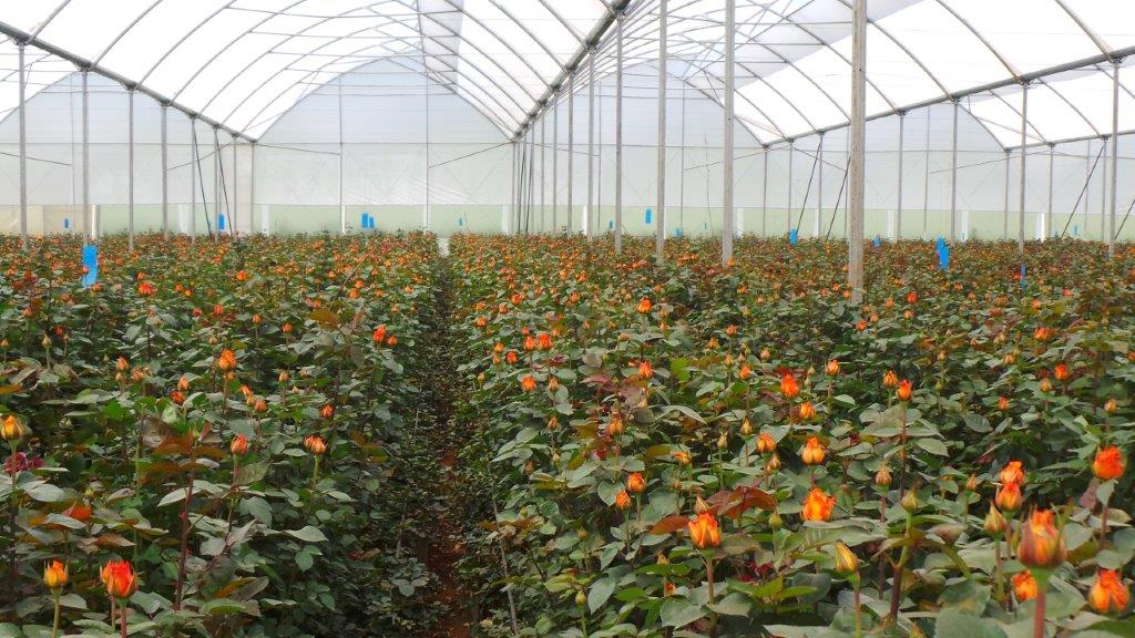 flower council