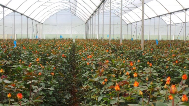 flower council