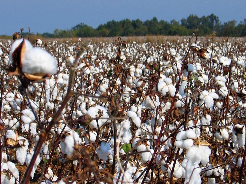 gm cotton