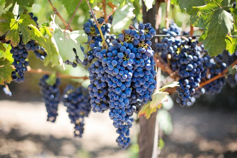grapes muranga
