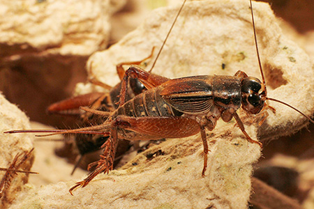 icipeScapsipedus Magara et al cricket