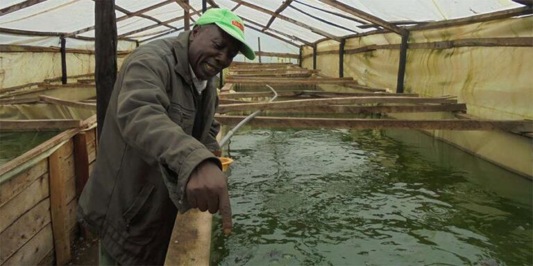 muriuki meru fish farming in greenhouse