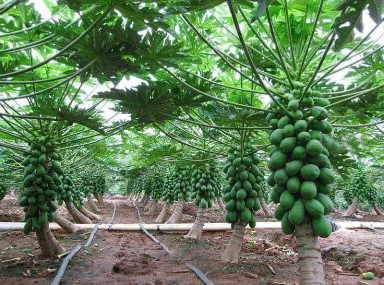 pawpaw 40 fruits