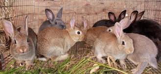 rabbits