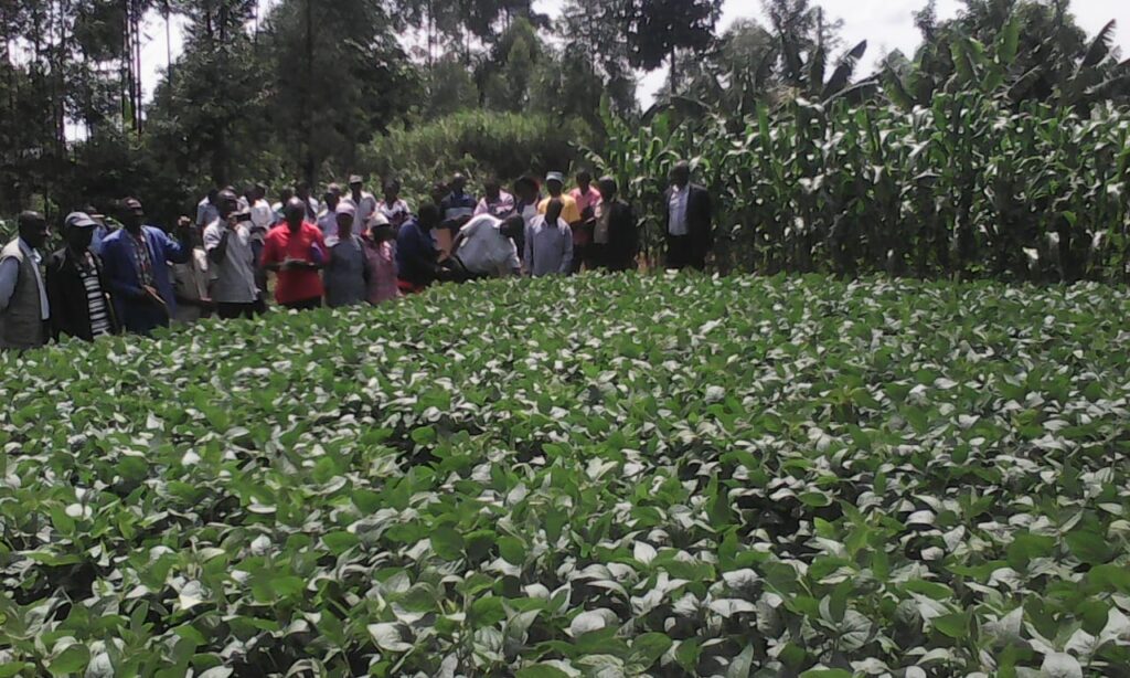 soy bean vihiga