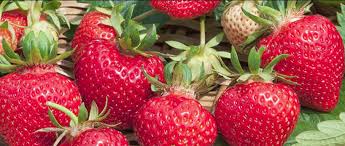 strawberry