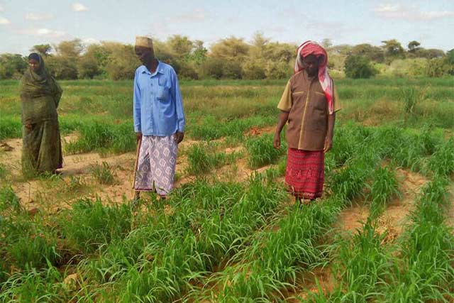 training APFS kenya fodder pastoralists pasture grass