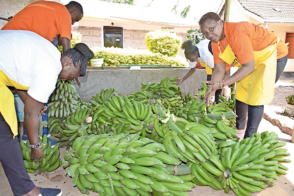 green bananas