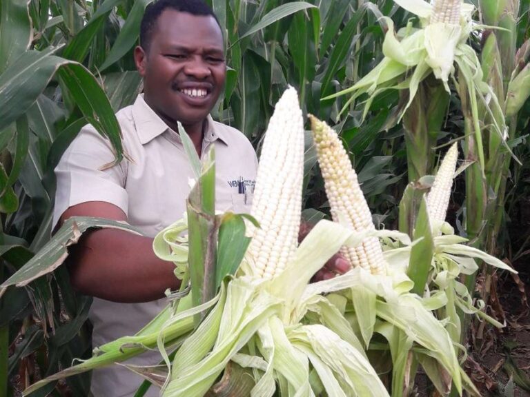 maize crop