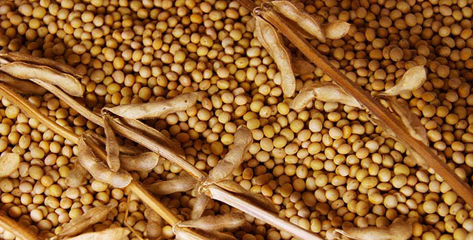 soya bean meal