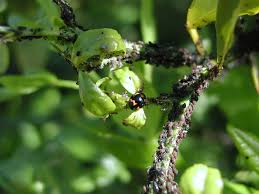aphids