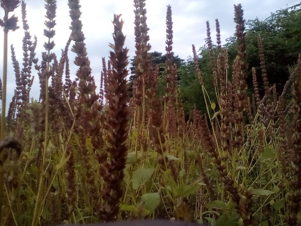 chia crop