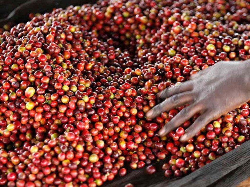 coffee beans