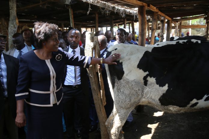 dairy cattle