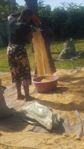 farmers winnowing amarantha grains