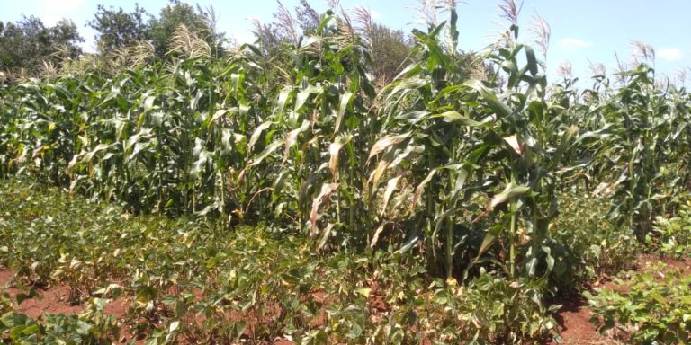 maize intercropped with french beans