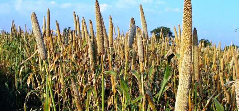 millet bajra cultivation kenya