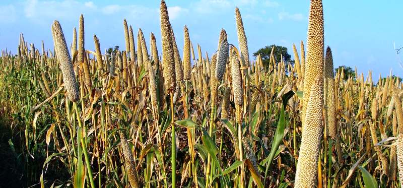 millet bajra cultivation kenya