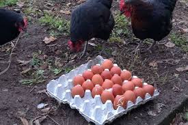 rainbow rooster eggs